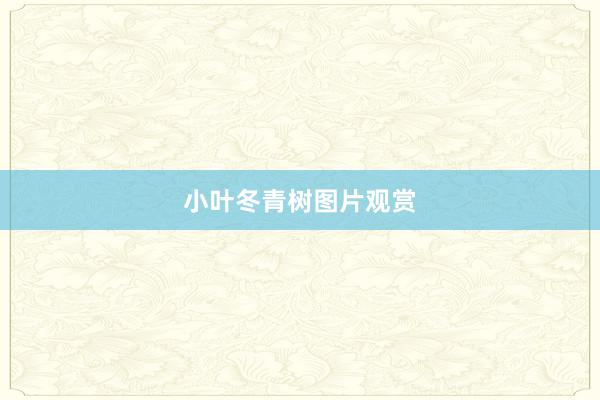 小叶冬青树图片观赏